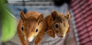 Ile otrzymuje nauczyciel za opiekę nad praktykantem?