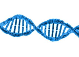 Co to jest chromosom iw jakiej postaci jest wykorzystywany w podstawowym algorytmie genetycznym?