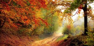 Na którym roku studiów prawniczych są praktyki?