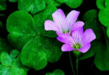 Co zrobić aby przyciągnąć klienta?