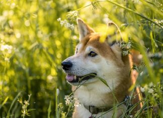 Czy Shiba inu wzrośnie?