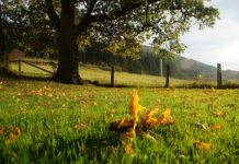 Kto pisze ocenę efektywności?