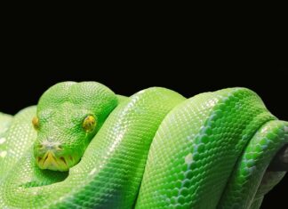 Co lepsze Python czy SQL?