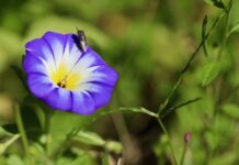 Do czego używa się wskaźników?