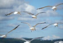 Jak rozwinąć markę?