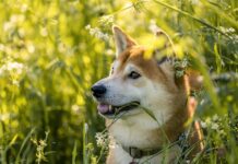 Czy kupować Shiba Inu?