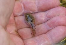 Ile trwa aklimatyzacja w przedszkolu?