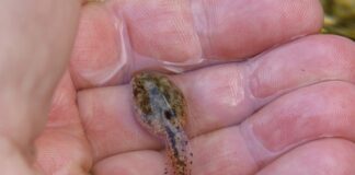 Ile trwa aklimatyzacja w przedszkolu?