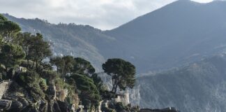 Ile kosztuje 1 shiba inu? Ile kosztuje 1 shiba inu?