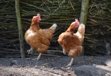 Co to złożone typy danych?