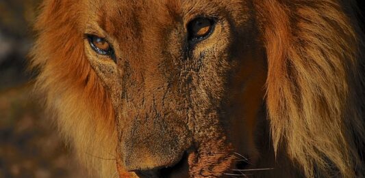 Jakie są rodzaje doboru naturalnego?