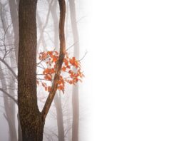 Jakie są negatywne skutki korzystania z internetu?