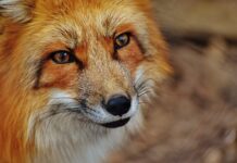 Jak obliczyć OTS 3+?